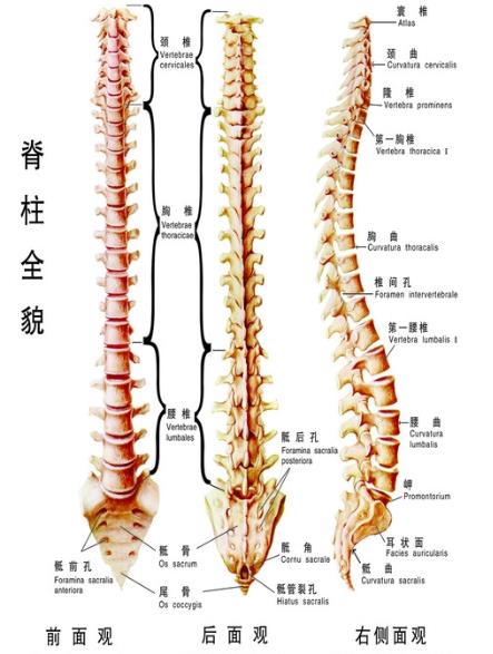 脊柱包括七颈椎 十二胸椎 五腰椎 骶椎和尾椎 脊柱与疾病 脊柱与健康