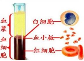 血液的成分:血液=血浆+血细胞 血清=白蛋白+球蛋白
