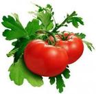 西红柿的3大食用功效 西红柿富含VC 番茄红素 吃西红柿的4个禁忌