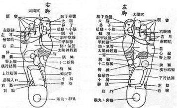 脚底穴位图2 脚底反射区图2 足底反射区图2 足底穴位图2