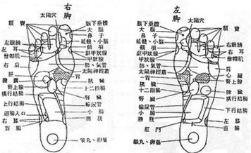 脚底穴位图 脚底反射区图(足底反射区图 足底穴位图)